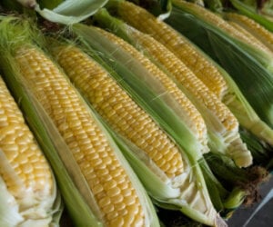 glyphosate - corn