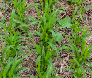 cover crops