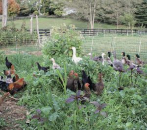 feeding your flock - cover crops
