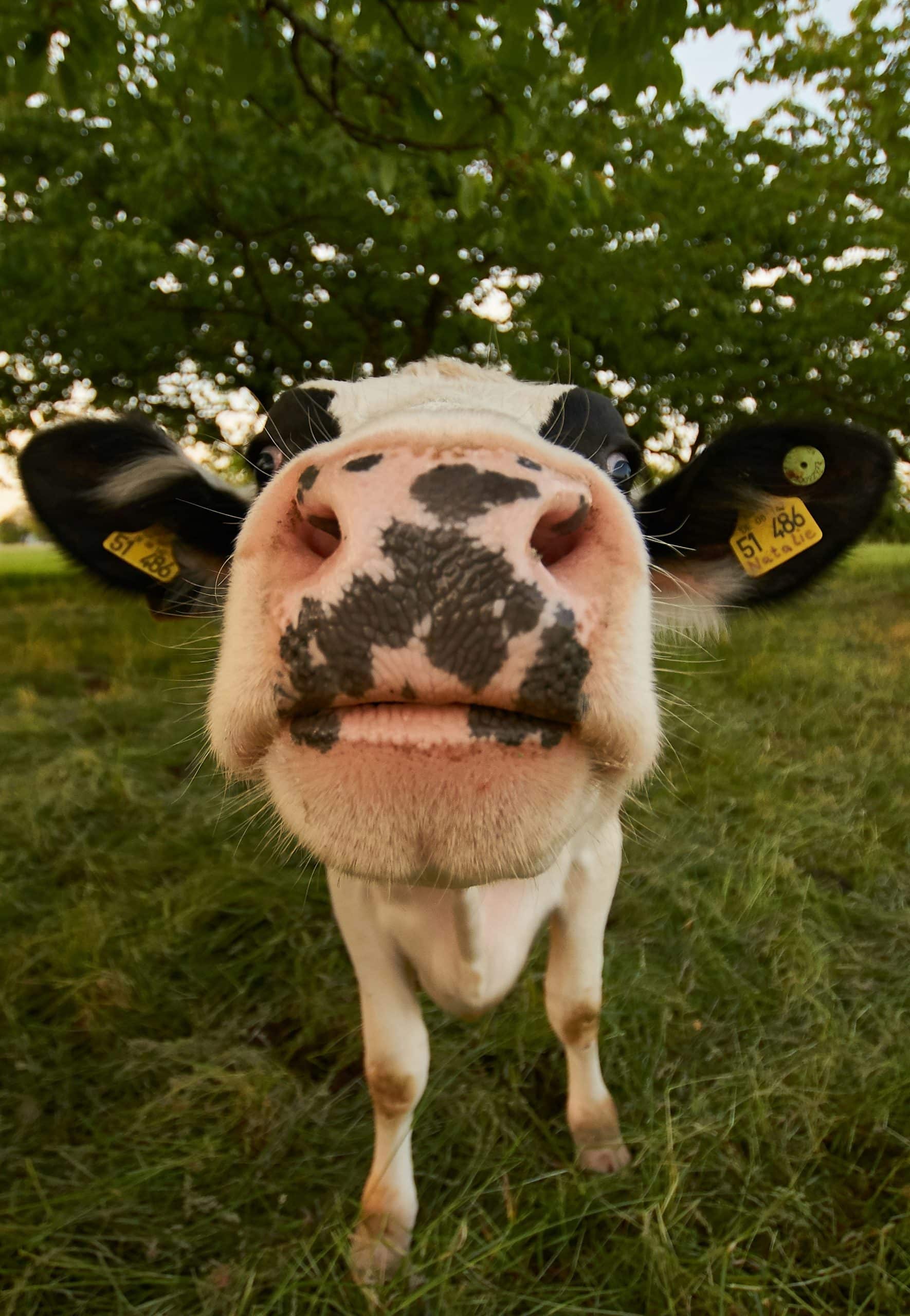 benefits of a family cow