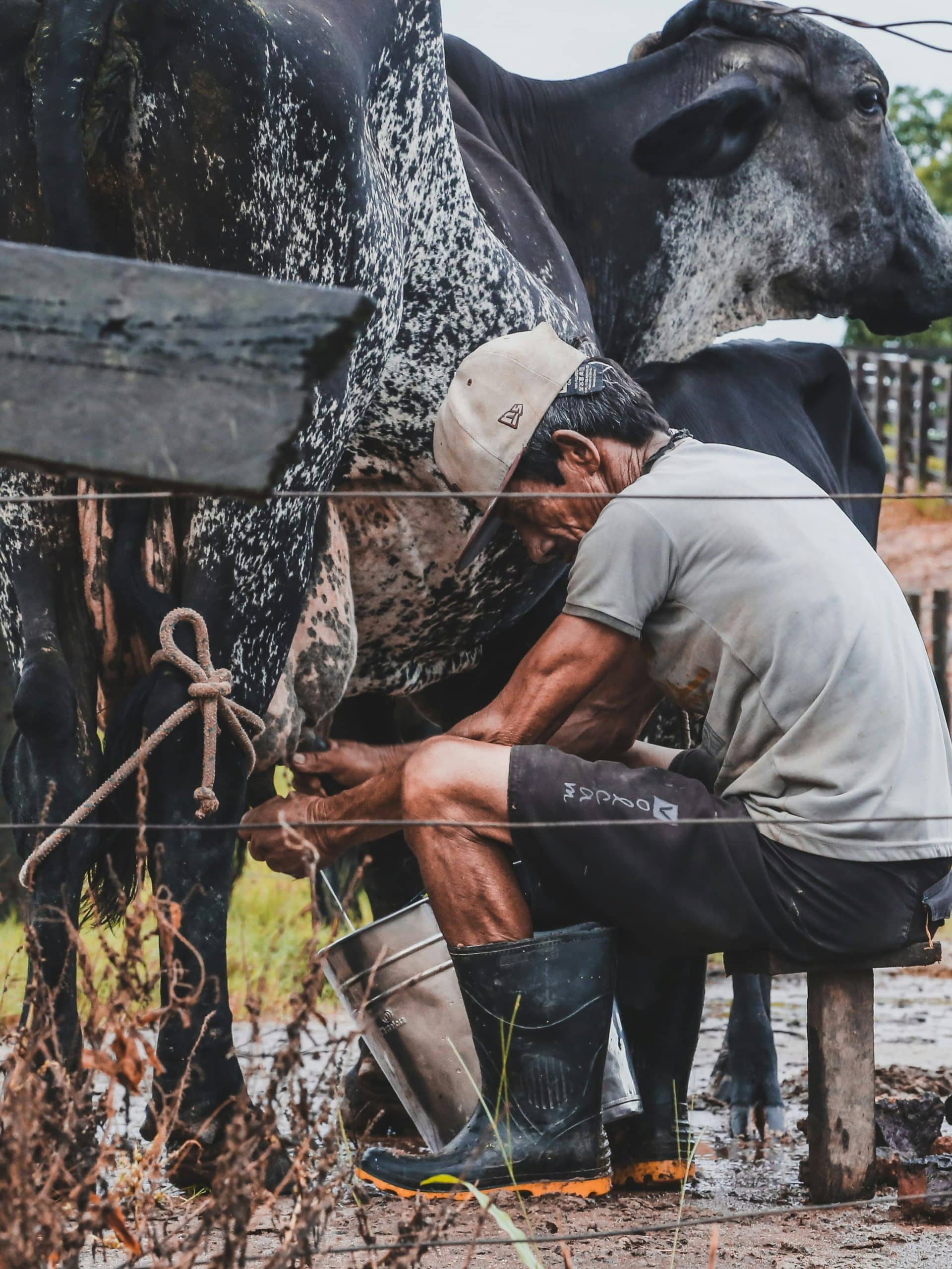 Farmer crouching beside a large speckled cow, tying a rope around its leg in a muddy, rural setting.
