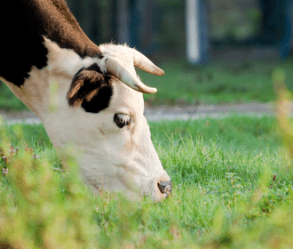 regenerative grazing