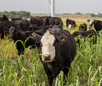 regenerative grazing