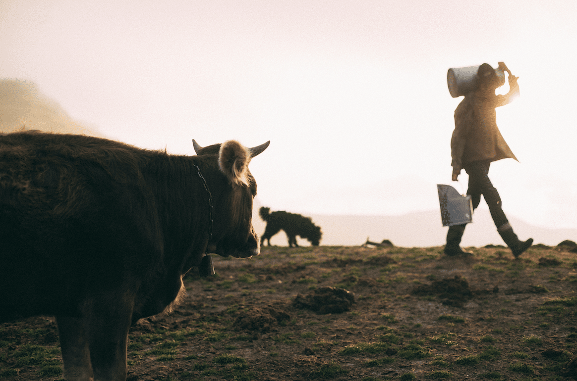 Cow in the foreground on a grassy hill at sunset, with a distant farmer carrying a container and bag and a small dog nearby in the background.