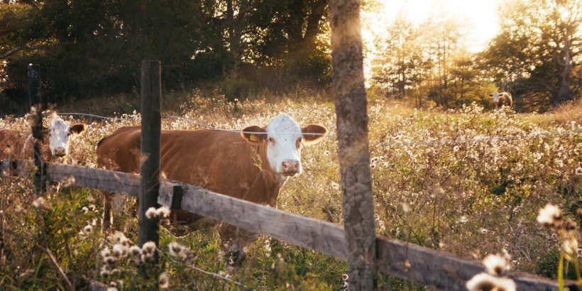 Highland Cattle - Higher Ground Herbs and Homestead