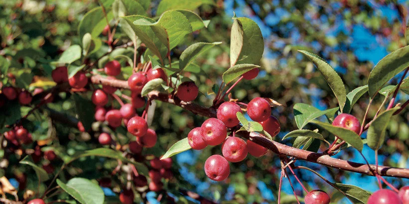 The Surprisingly Sweet Secret of Crab Apples - Chelsea Green Publishing