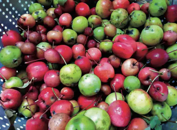 crabapples_fruitforager_book | Chelsea Green Publishing crab apples