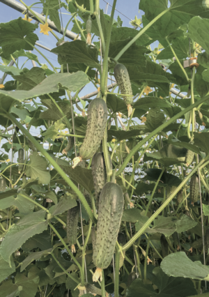 storing cucumbers - growth