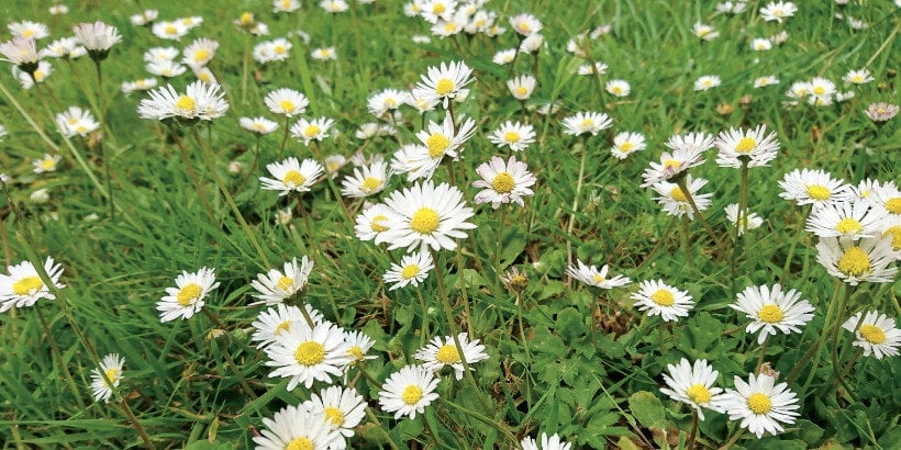 daisies bannersnack The Shocking Advantages of Rewilding Your Backyard