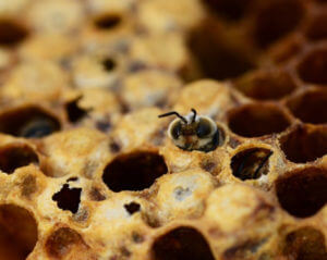 bee in honey comb