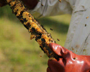 person with gloves holding honey comb