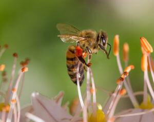 honney bee on flower