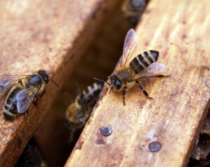 honey bees on bench