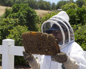 person holding part of hive