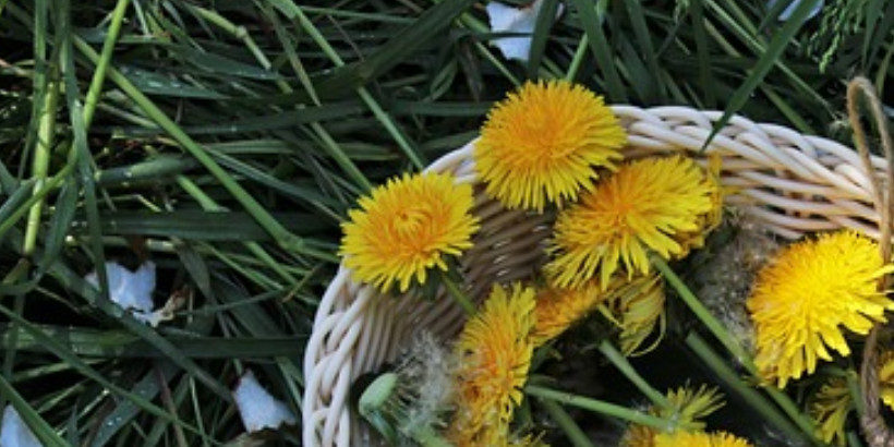 dandelions bannersnack Selfmade Dandelion Beer - Chelsea Inexperienced Publishing