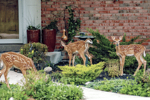 Three fawns with white spots in a landscaped front yard by a brick house, among shrubs and potted plants.