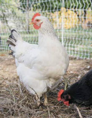 kümes hayvanı sürüsü