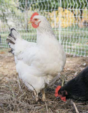 poultry flock