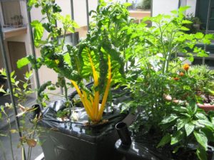 fully grown plants in plastic bucket