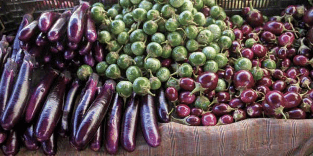 Assortment of eggplants at a market: long purple eggplants on the left, green Thai eggplants in the center, and small round purple eggplants on the right.