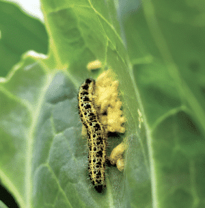 Close-up of a yellowish caterpillar with black spots crawling on a green leaf, accompanied by yellow woolly masses attached to the leaf.