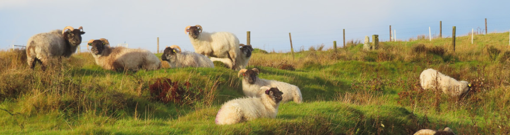 boreray sheep