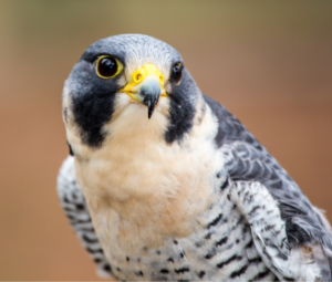peregrine falcon