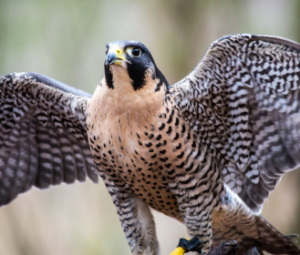 peregrine falcon