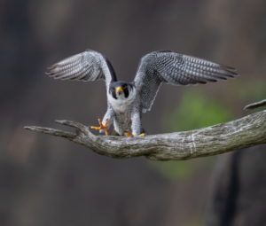 peregrine falcon