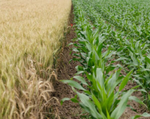 crops growing on farm land