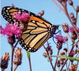 monarch butterfly