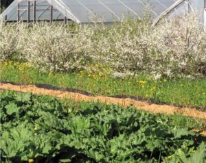 crops growing in front of greenhouses