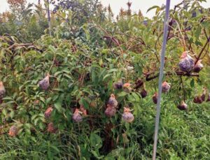 nylon footies on plant