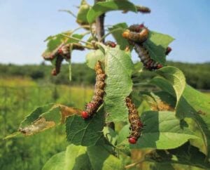 Red humped caterpillars on young tree