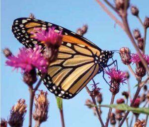 monarch butterfly