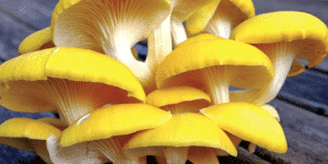 grow oyster mushrooms