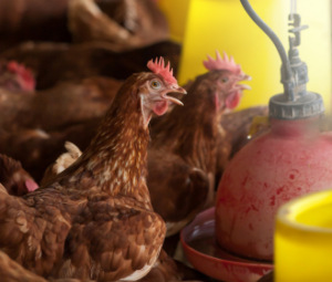 demand for real meat - chicken feeds