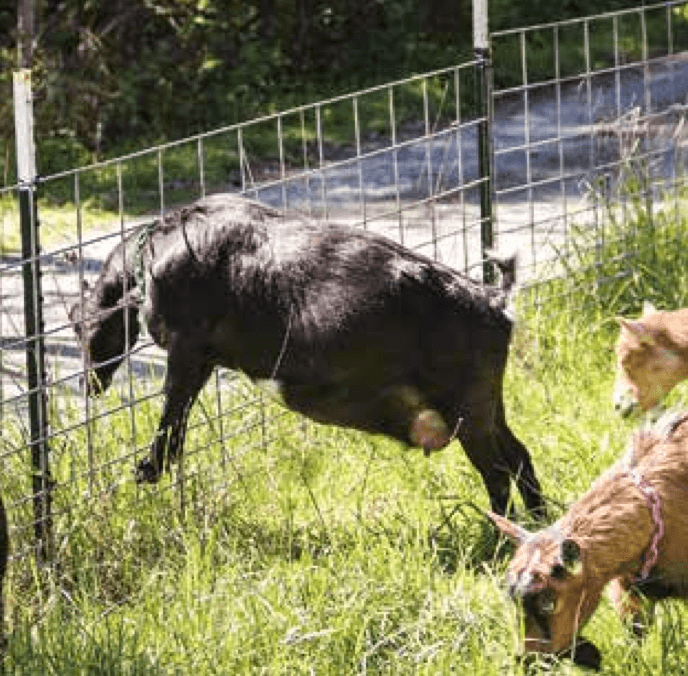 Raising Goats Good Fences and Gates Make for Great Goats