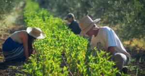 people farming