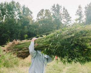 person carrying plants