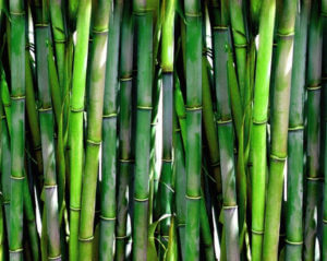 bamboo