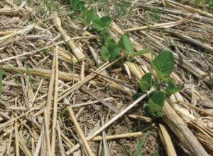 no-till planting crop