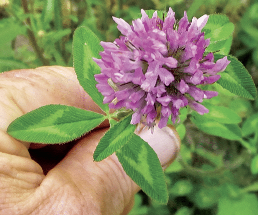 Close-up of a purple clover flower being held by a hand, with green leaves and a blurred garden background.