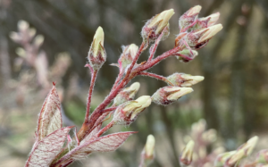 growing juneberry