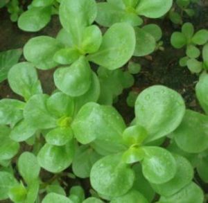 purslane