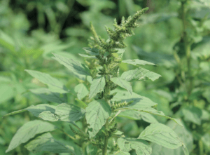 pigweed