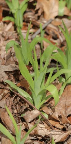 lillies growing