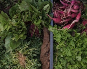 root and leafy vegetables in a bin