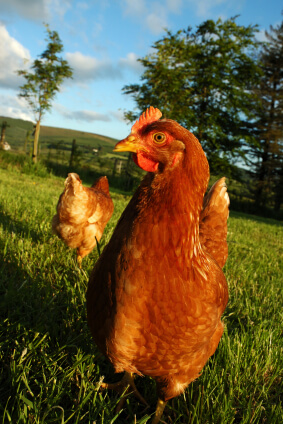 Chicken in the field 