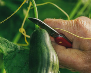 hand cutting cucumber